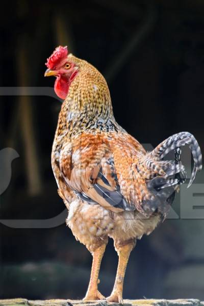 Orange hen or chicken with dark background