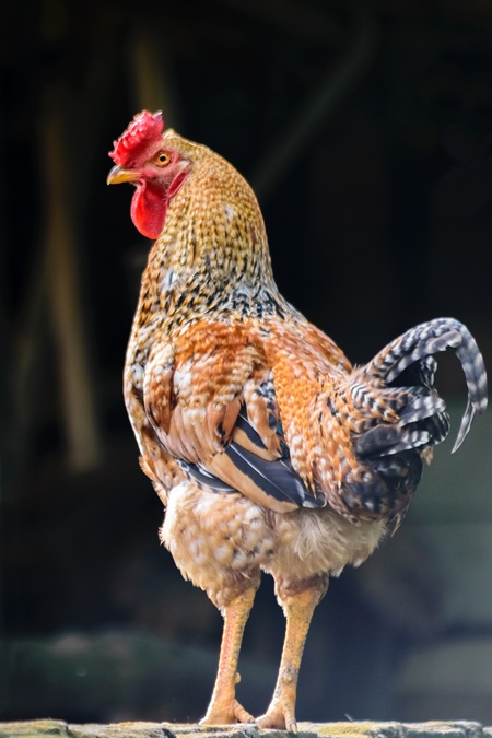 Orange hen or chicken with dark background