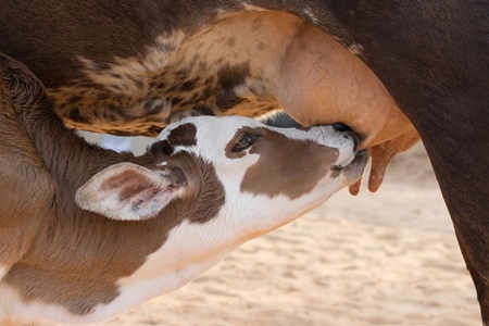 Baby Indian cow calf suckling milk from mother Indian street cow on beach in Goa in India