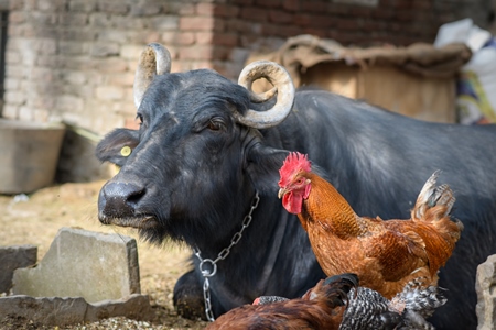 Buffalo and chickens or hens on a small urban farm in the city of Jaipur, India, 2022