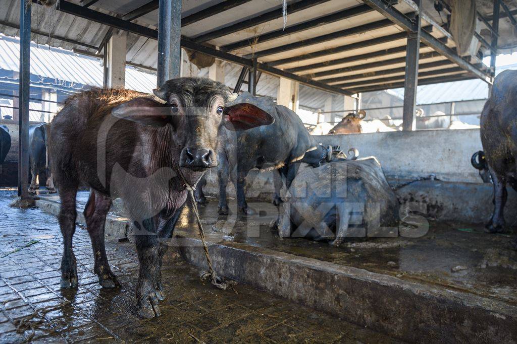 Farmed Indian buffalo calf tied up inside a large concrete shed on an urban dairy farm or tabela, Aarey milk colony, Mumbai, India, 2023