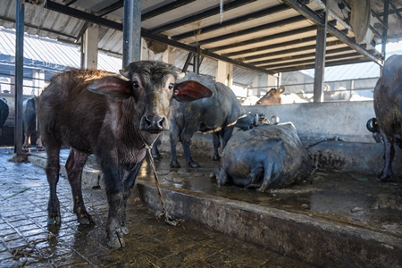 Farmed Indian buffalo calf tied up inside a large concrete shed on an urban dairy farm or tabela, Aarey milk colony, Mumbai, India, 2023