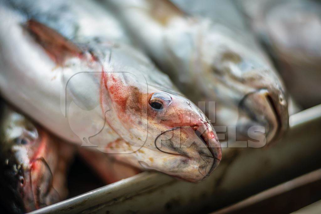 Fish on sale at a stall in an urban city