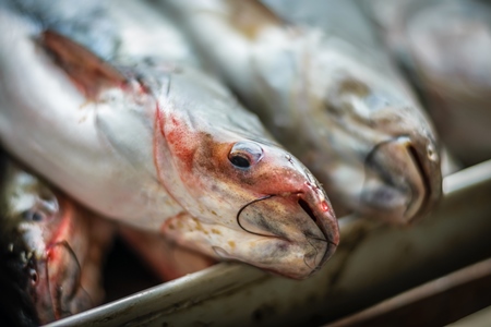 Fish on sale at a stall in an urban city