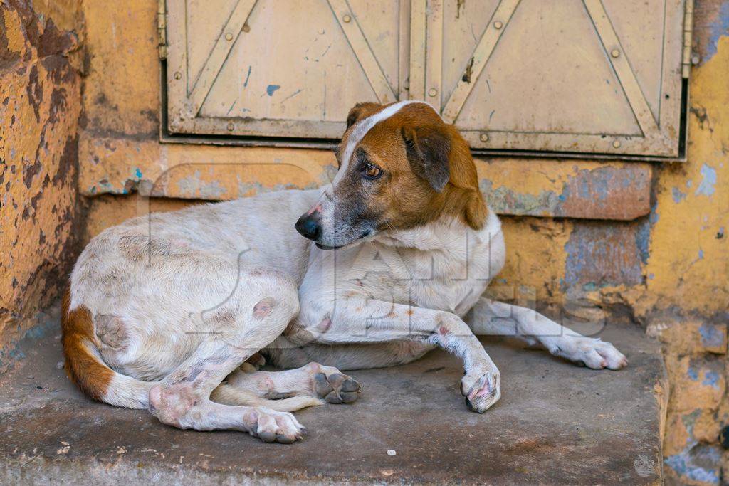 Indian street or stray dog sitting in front of yellow door in Jodhpur in Rajasthan in India