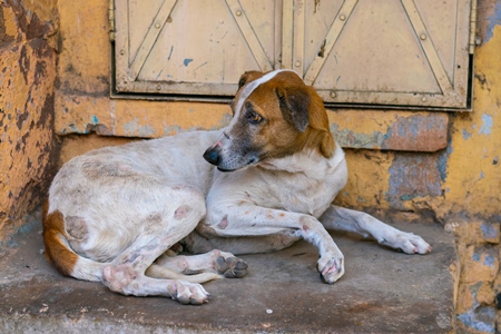 Indian street or stray dog sitting in front of yellow door in Jodhpur in Rajasthan in India