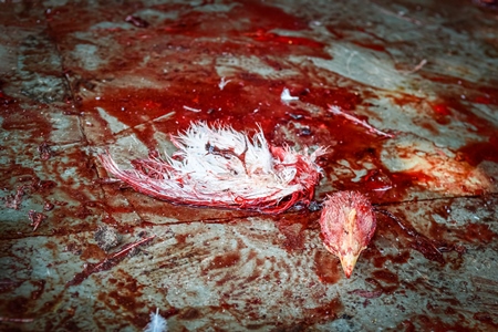 Dead Indian broiler chicken wing and head with blood at Ghazipur murga mandi, Ghazipur, Delhi, India, 2022