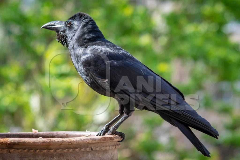 Thirsty black jungle crow drinking water from waterbowl in city in India with green trees background