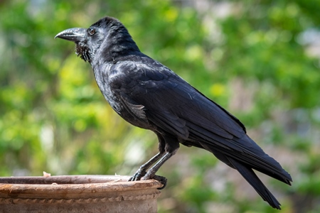 Thirsty black jungle crow drinking water from waterbowl in city in India with green trees background