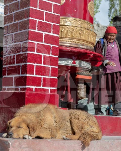 Indian street or stray dog in Ladakh in the mountains of the Himalayas sitting next to red prayer wheels