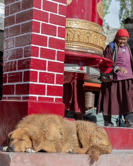 Indian street or stray dog in Ladakh in the mountains of the Himalayas sitting next to red prayer wheels