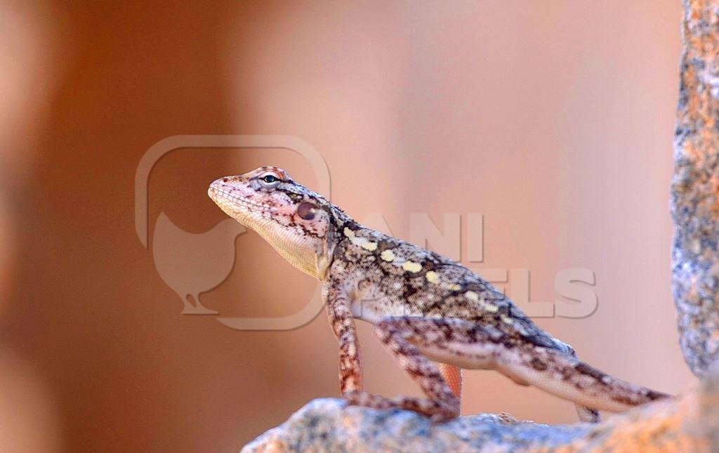 Small brown striped lizard with pink background