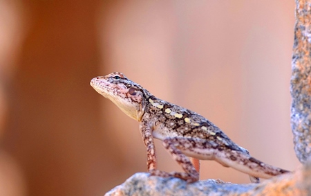 Small brown striped lizard with pink background