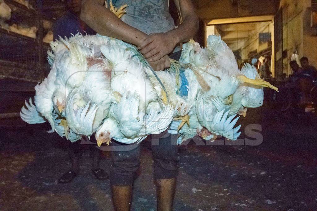 Broiler chickens raised for meat being unloaded from transport trucks near Crawford meat market in Mumbai