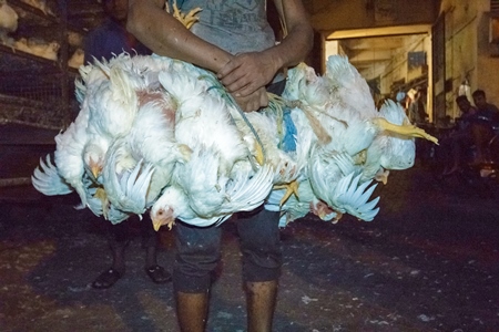 Broiler chickens raised for meat being unloaded from transport trucks near Crawford meat market in Mumbai