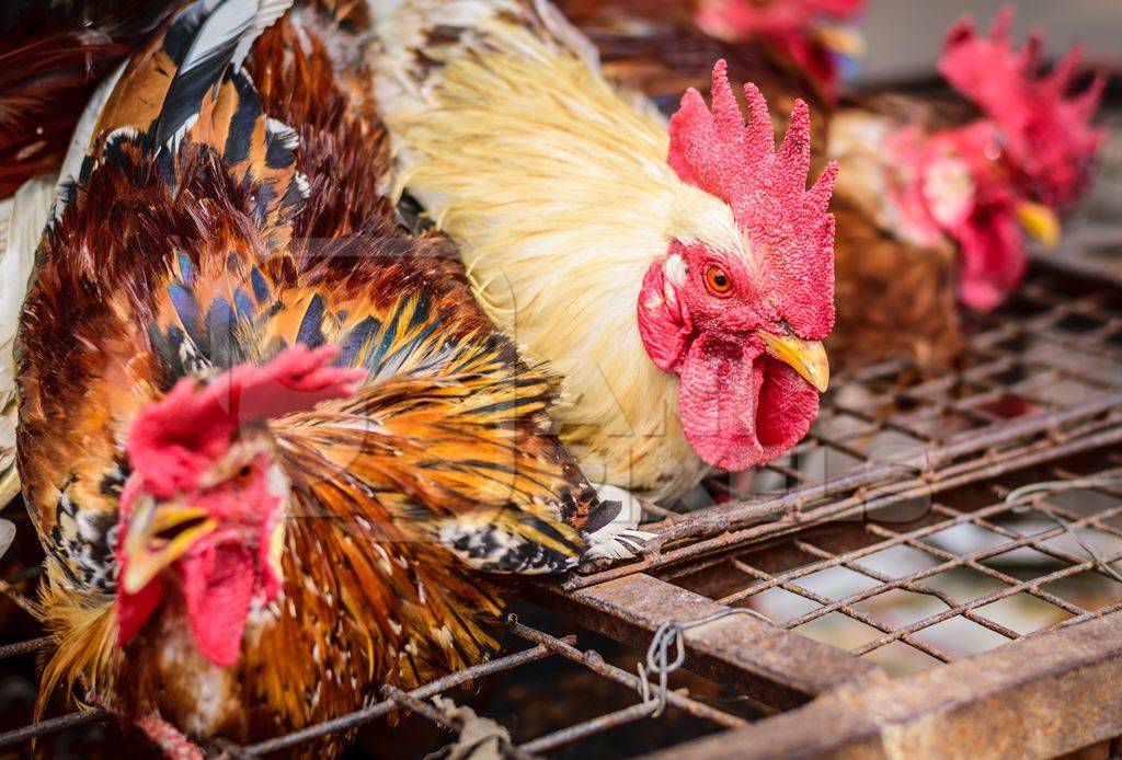 Bunch of chickens or hens tied up at Juna Bazaar