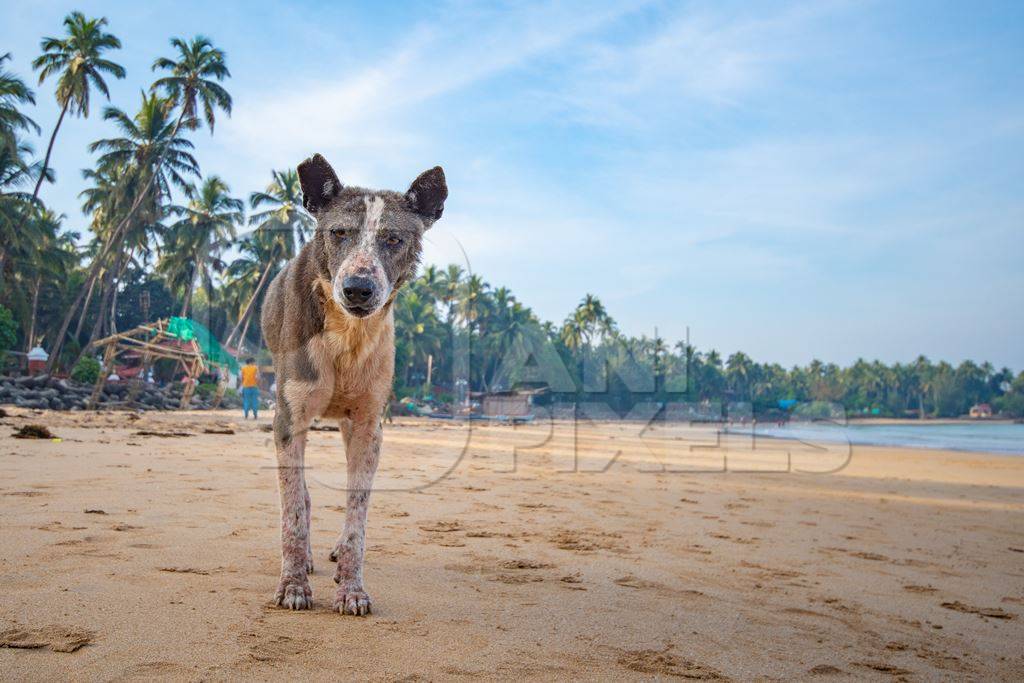 Old stray Indian street dog with skin infection or mange on the beach in Maharashtra, India