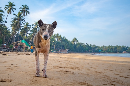 Old stray Indian street dog with skin infection or mange on the beach in Maharashtra, India