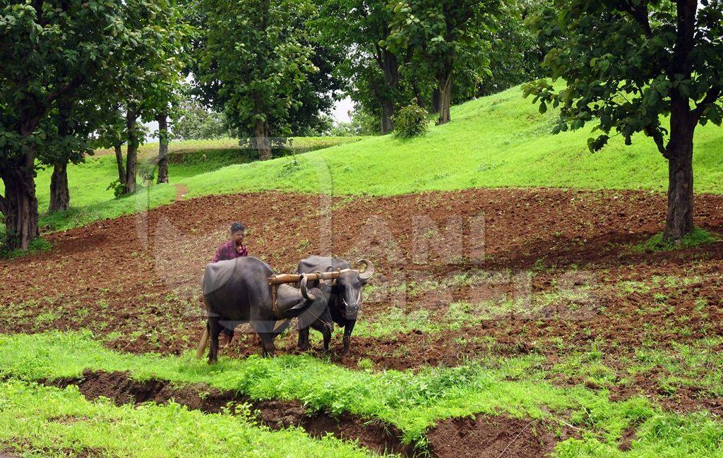 Buffaloes pulling plough in a field with man