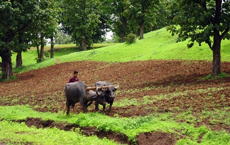 Buffaloes pulling plough in a field with man