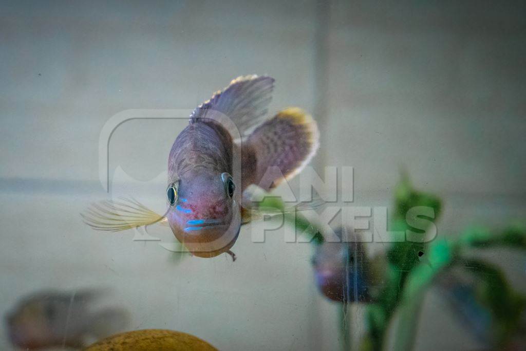 Fish kept in aquarium tanks at Dolphin aquarium mini zoo in Mumbai, India, 2019