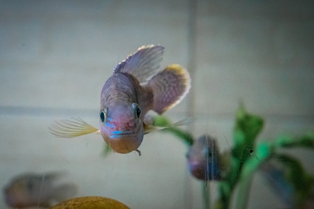 Fish kept in aquarium tanks at Dolphin aquarium mini zoo in Mumbai, India, 2019