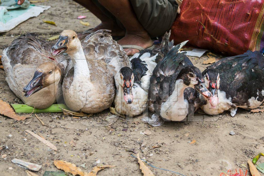 Ducks and geese on sale for meat at an animal market