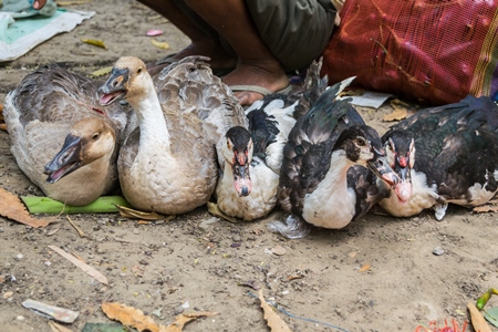 Ducks and geese on sale for meat at an animal market