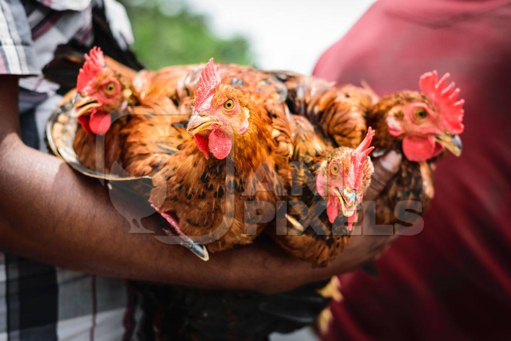 Bunch of chickens or hens on sale at Juna Bazaar in Pune