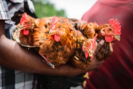 Bunch of chickens or hens on sale at Juna Bazaar in Pune