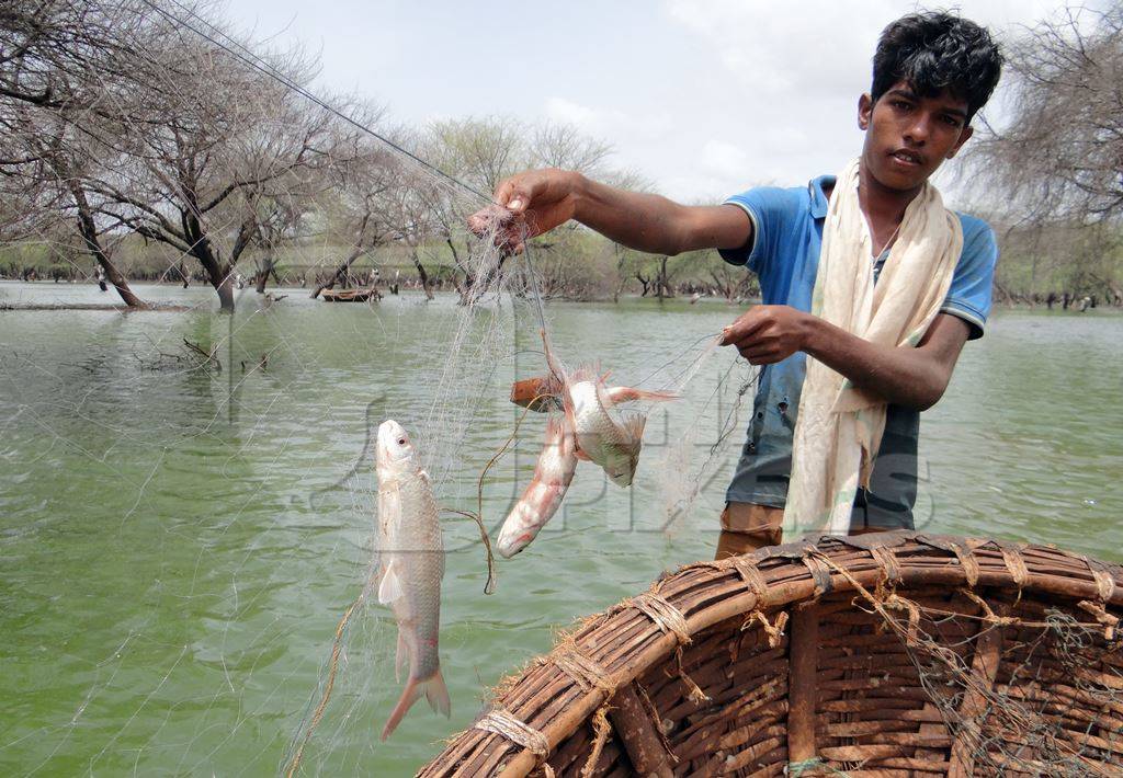 Man removes fishing net with caught fish : Anipixels