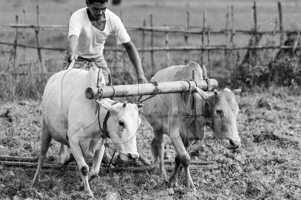 Working bullocks pulling plough in a field on a farm in rural Assam in black and white