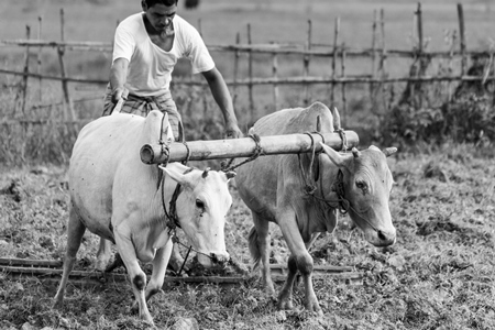 Working bullocks pulling plough in a field on a farm in rural Assam in black and white