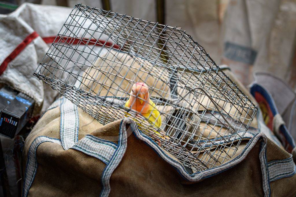 Caged single lovebird on sale in the pet trade by bird sellers at Galiff Street pet market, Kolkata, India, 2022