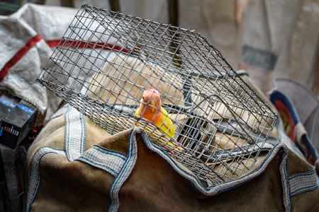 Caged single lovebird on sale in the pet trade by bird sellers at Galiff Street pet market, Kolkata, India, 2022