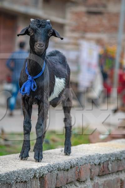 Black goat with blue ribbon in village in rural Bihar