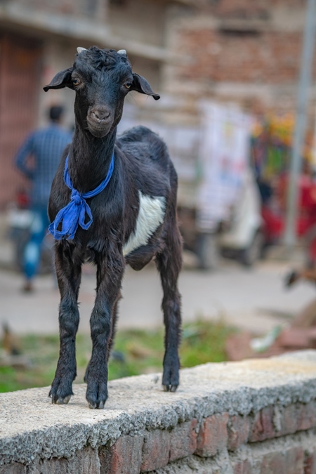 Black goat with blue ribbon in village in rural Bihar