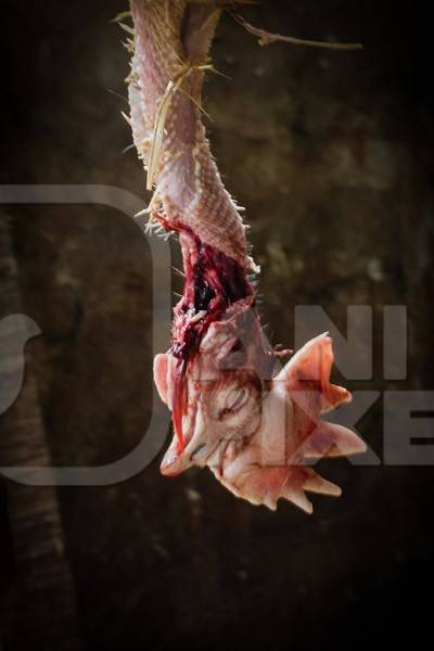 De-feathered Indian broiler chicken removed from boiling water and held upside down at a chicken shop, Kohima, Nagaland, India, 2018