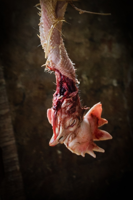 De-feathered Indian broiler chicken removed from boiling water and held upside down at a chicken shop, Kohima, Nagaland, India, 2018