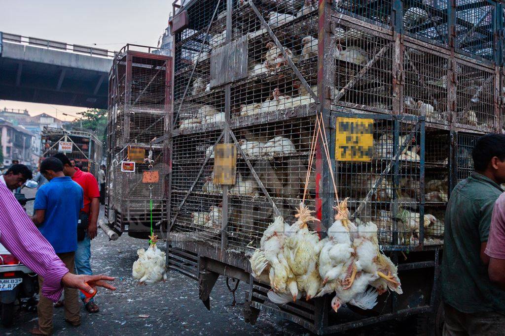 Broiler chickens raised for meat being unloaded from transport trucks near Crawford meat market