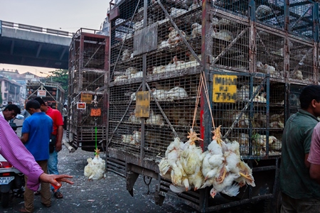 Broiler chickens raised for meat being unloaded from transport trucks near Crawford meat market