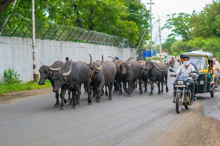 Herd of Indian buffaloes and cows from a dairy farm walking along the road or street with traffic in a city in Maharashtra in India
