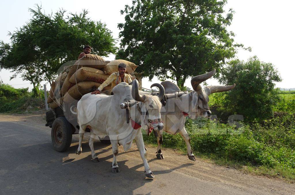 Kankrej bullocks pulling a cart piled with sacks along a road in rural Gujurat