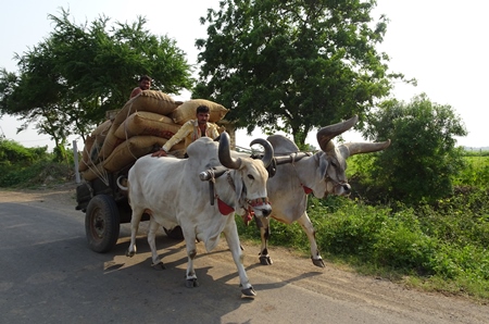 Kankrej bullocks pulling a cart piled with sacks along a road in rural Gujurat
