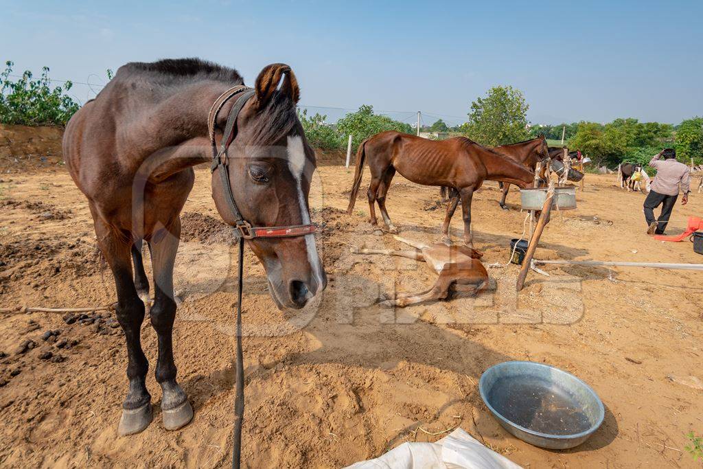 Indian horses on sale at Pushkar camel fair or mela in Rajasthan, India, 2019