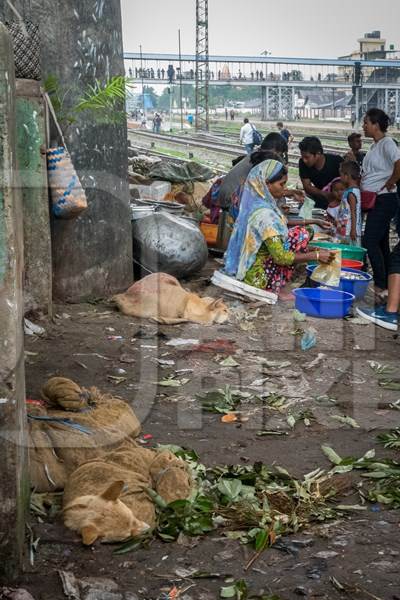 Dogs tied up in sacks waiting to be butchered and sold as meat at a dog market