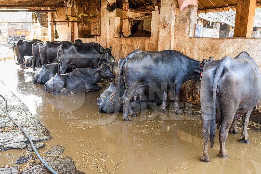 Indian buffaloes tied up in a line with dirty water in a concrete shed on an urban dairy farm or tabela, Aarey milk colony, Mumbai, India, 2023