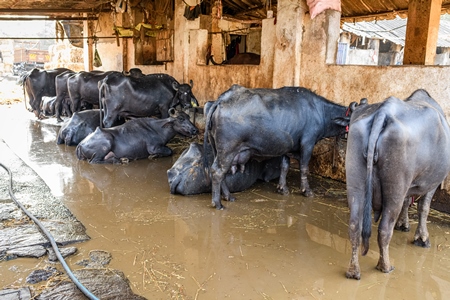 Indian buffaloes tied up in a line with dirty water in a concrete shed on an urban dairy farm or tabela, Aarey milk colony, Mumbai, India, 2023