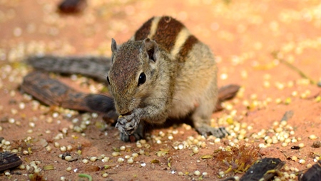 Indian palm squirrel eating seeds