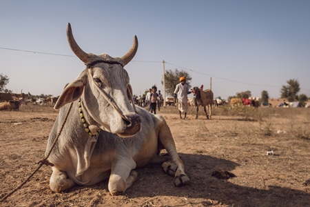 Indian cows or bullocks at Nagaur Cattle Fair, Nagaur, Rajasthan, India, 2022